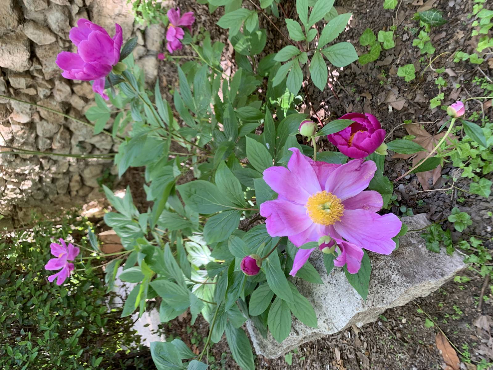 Les pivoines du confinement 