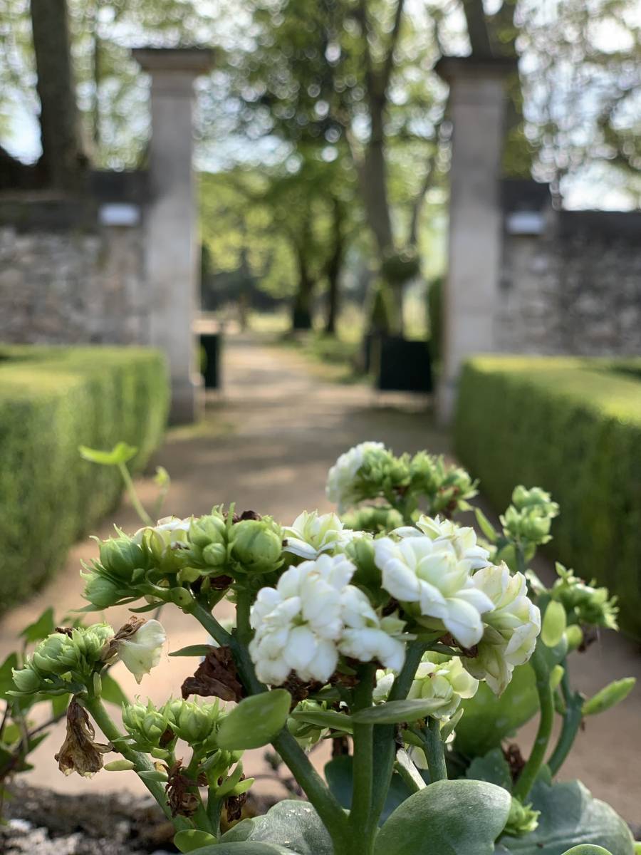 Bégonias en fleur dans le jardin a la française