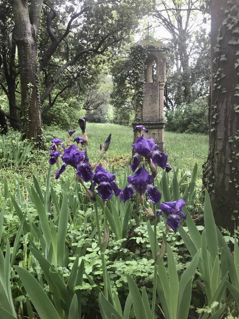 Les iris du confinement