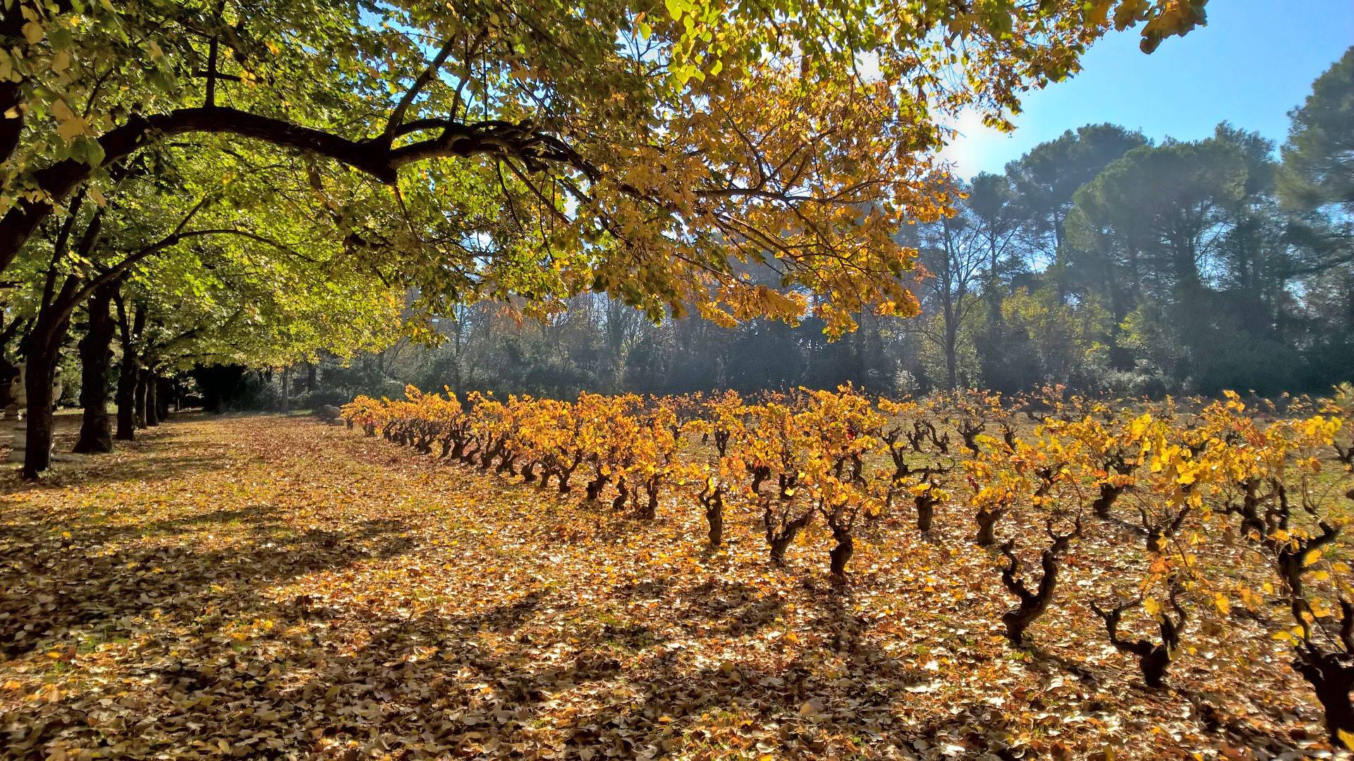 animation Segway organisée dans le parc du Château Pont Royal à Mallemort
